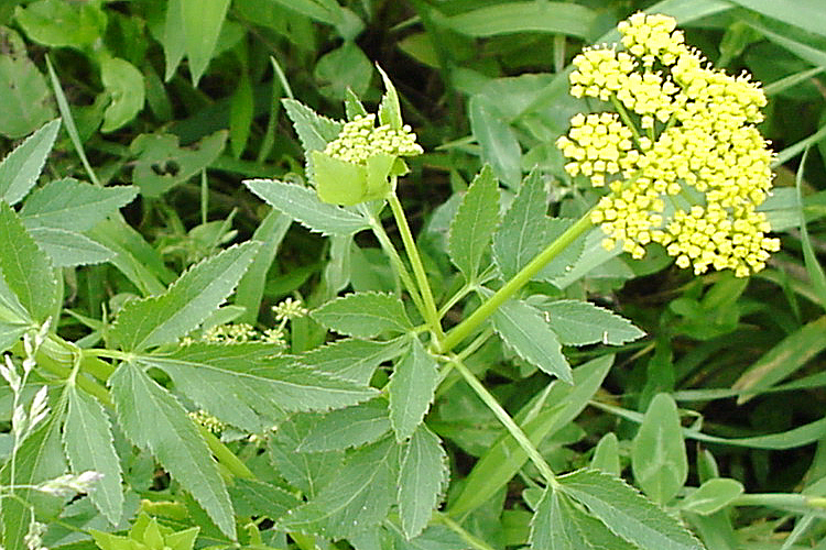 Pastinaca sativa